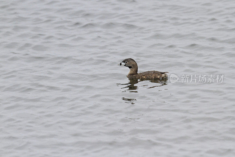 斑嘴鸲 (Podilymbus podiceps)